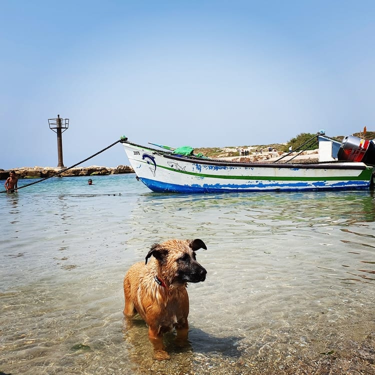 ג'סר א זרקא - כפר הדייגים - טיול בשבת עם ילדים - נמל דייגים- מסעדה על החוף